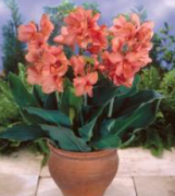 Apricot Frost Canna Tesbih Çiçeği Soğanı (1 adet)
