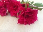 Yıldız Şeklinde Çiçek Açan Star Love Gül Tohumu(5 adet)