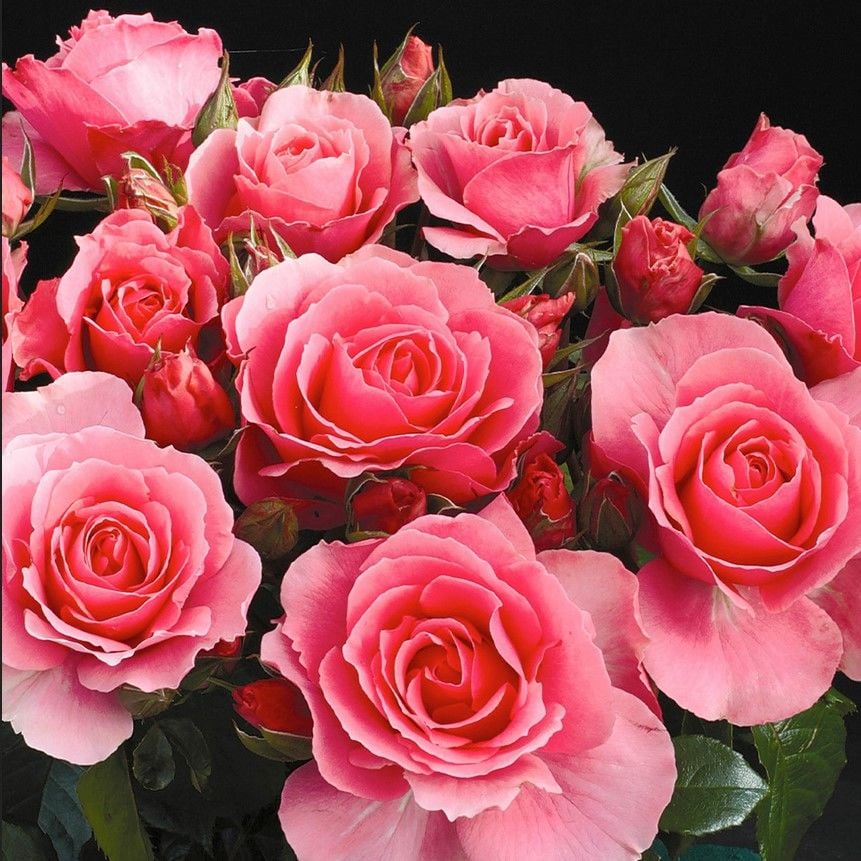 Tüplü Koleksiyonluk İri Goncalı  Esma Nar Çiçeği Yediveren Kokulu Gül Fidanı