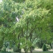 Çınar Yapraklı Akçaağaç Tohumu (20 tohum)