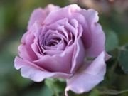 Kokulu Lavender Crystal Bodur Gül Fidanı