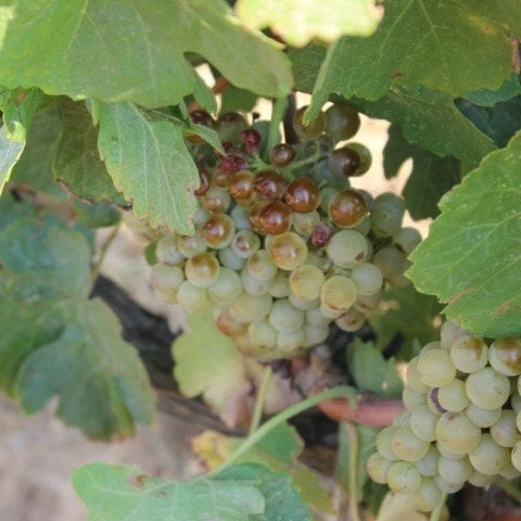 Tüplü Nevşehir Emir  Üzüm (Asma-Bağ)  Fidanı