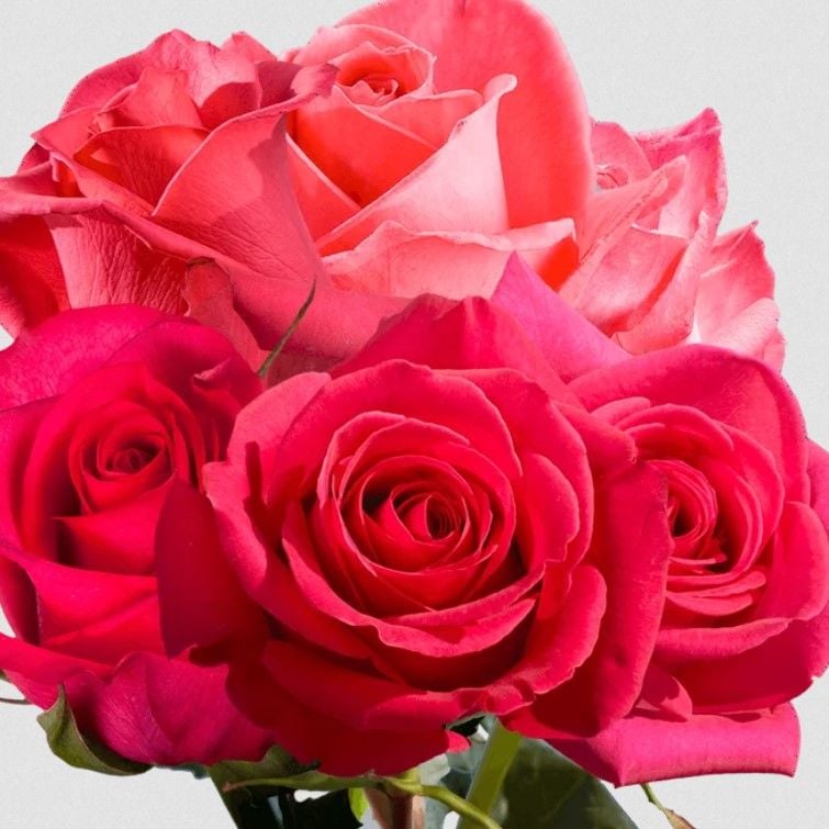 Tüplü Çok Goncalı Yoğun Kokulu Fiona Yediveren  Gül Fidanı