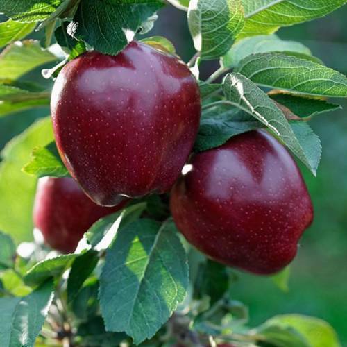Açık Kök Joremini Elma Fidanı