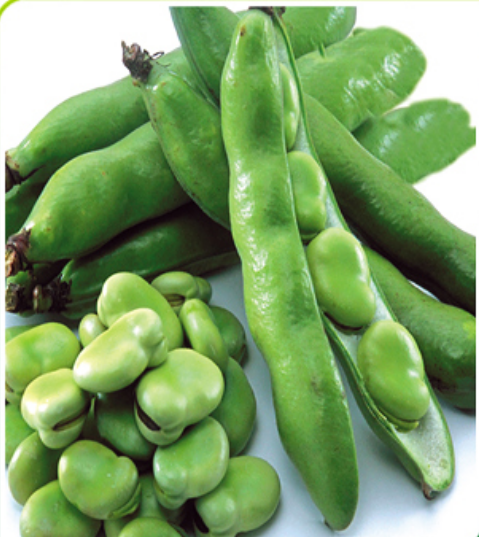 Bakla Tohumu Hilal Erkenci (2 kg)