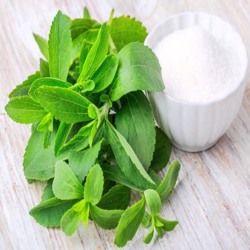 Doğal Tıbbı Aromatik Şeker Otu Stevia Fidesi (50 adet)