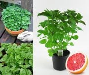 Aura Greyfurt Kokulu Nane Fidesi (60 adet)