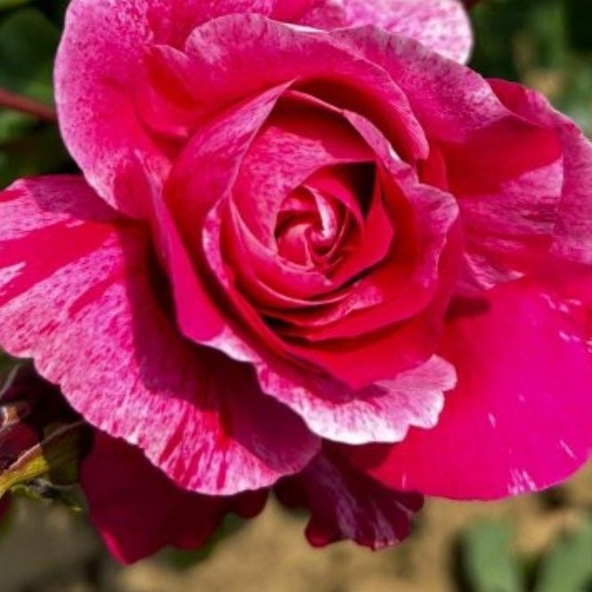 Tüplü Nadir Fleurette Sarmaşık  Kordes Yediveren Sarmaşık Gül Fidanı