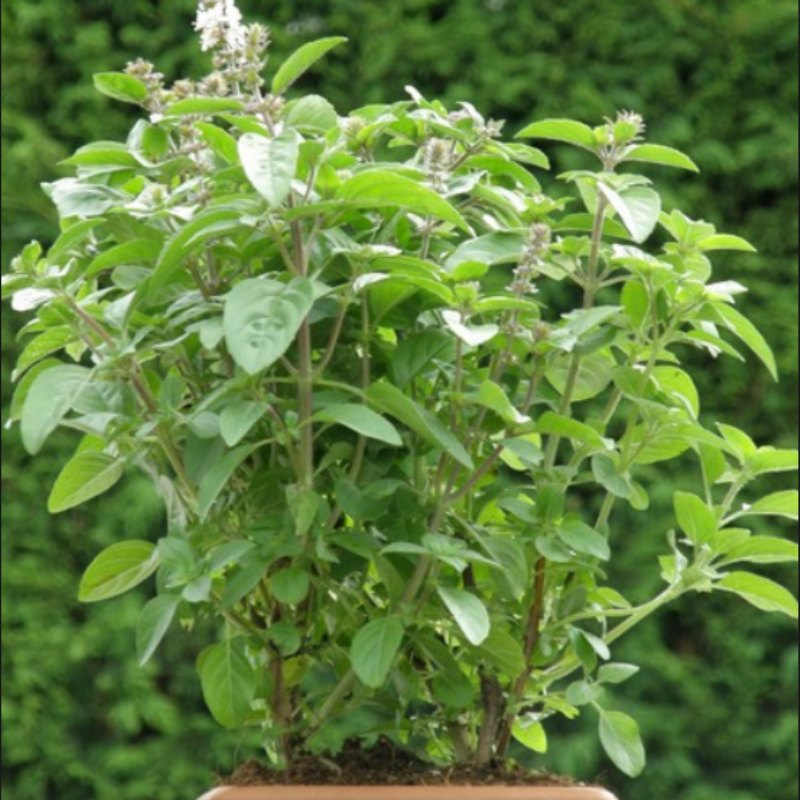 Saksılık Ocimum  Magic White Beyaz Çiçekli Fesleğen Fidesi (4 Adet)