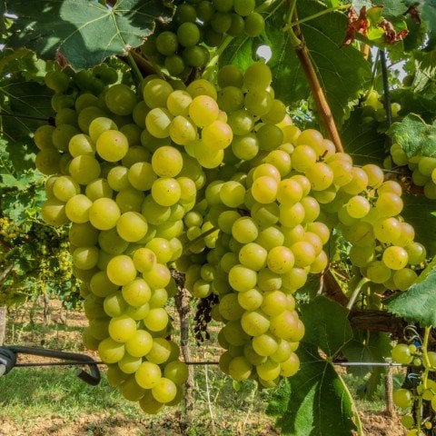 Tüplü  Chardonnay Üzüm(Asma-Bağ) Fidanı