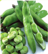 Bakla Tohumu Hilal Erkenci (10 kg)