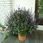 Saksılık Ocimum Magic Blue Fesleğen Fidesi (4 ADET)