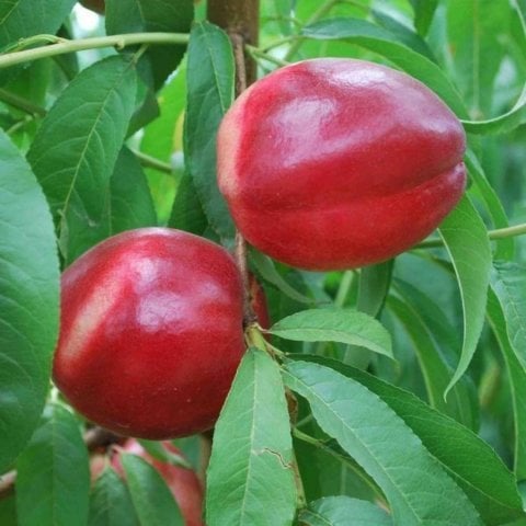 Açık Kök Caldesi 2000 Beyaz Etli Kokulu Nektarin Fidanı