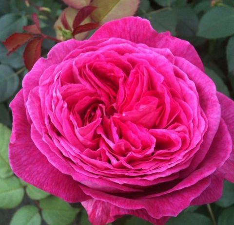 Tüplü Yediveren Parfüm Kokulu Freifrau Caroline Gül Fidanı