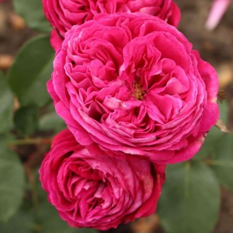 Tüplü Yediveren Parfüm Kokulu Freifrau Caroline Gül Fidanı