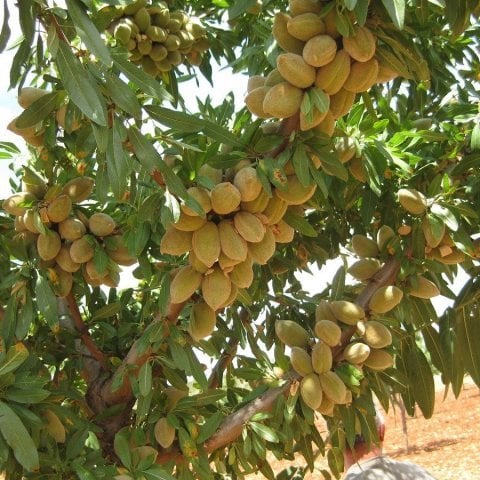 Tüplü Kendine Verimli Tam Bodur Marta Badem Fidanı