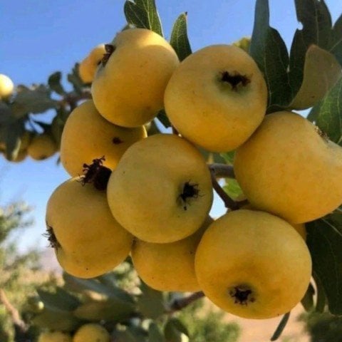 Tüplü Aşılı Sarı Alıç Fidanı (5 yaş) Üzeri Meyveli Sınırlı Stok 1 Adet