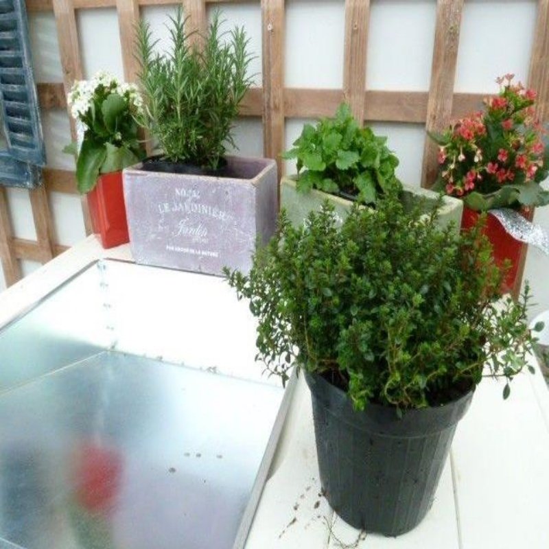 Thymus Citriodorus Limone Saksılık Kekik Fidesi (3 adet)