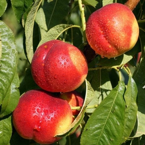 Açık Kök Star Red Gold Nektarin Fidanı