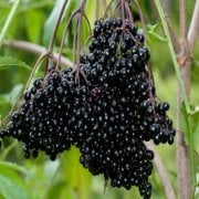 Tüplü Şifalı Kara Mürver Ağacı Fidanı (5 adet)