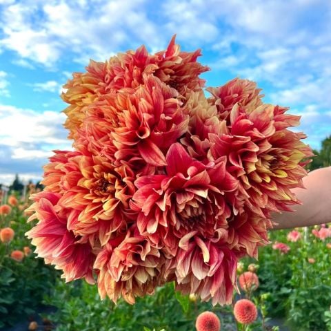 Aynı Sene Çiçek Açar Dev Çiçekli Dazzling Magic  Dahlia Yumrusu (1 adet)