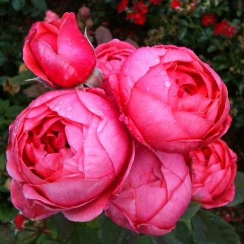 Tüplü  Gartenprinzessin Marie Jose Yediveren Yoğun Kokulu Parfüm Gül Fidanı
