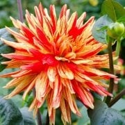 Striped Vulcan Büyü Çiçekli Dahlia Çiçeği Soğanı Yumrusu (1 adet)