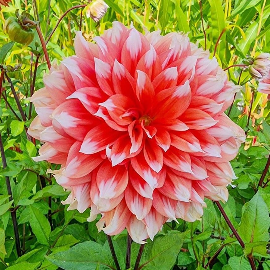 Aynı Sene Çiçek Açar Dev Çiçekli Holland Fest.  Dahlia Yumrusu (1 adet)