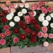 Bellis Perennis Beyaz Ponpon İngiliz Çayır Papatyası Çiçeği Tohumu(100 tohum)