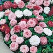 Bellis Perennis Beyaz Ponpon İngiliz Çayır Papatyası Çiçeği Tohumu(100 tohum)
