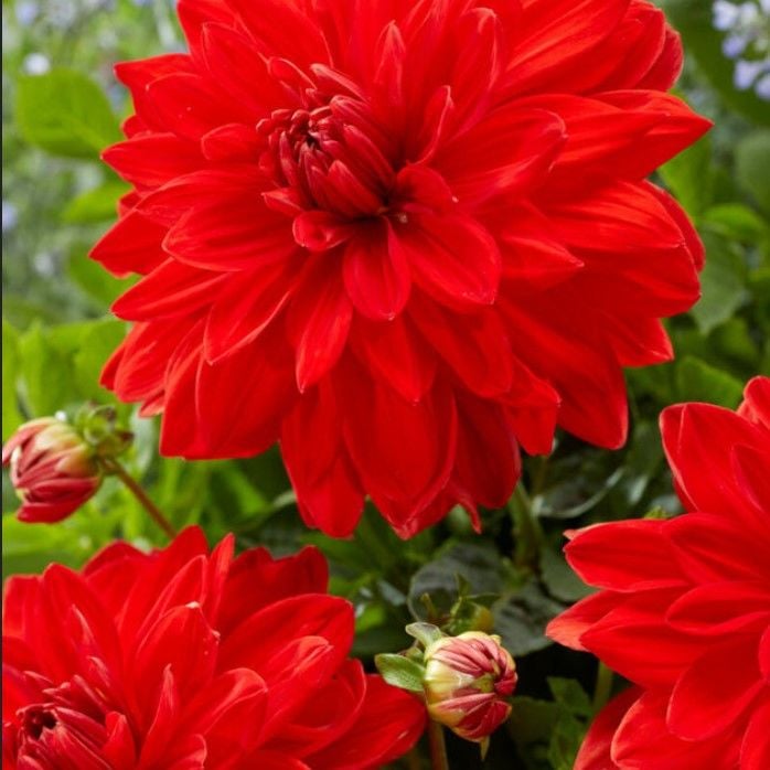 Aynı Sene Çiçek Açar Dev Çiçekli Red Neo Dahlia Yumrusu (1 adet)
