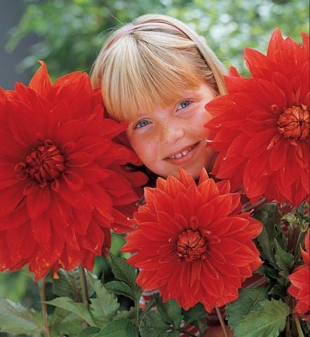Aynı Sene Çiçek Açar Dev İri Çiçekli Babylon Red Dahlia Yumrusu (1 adet)