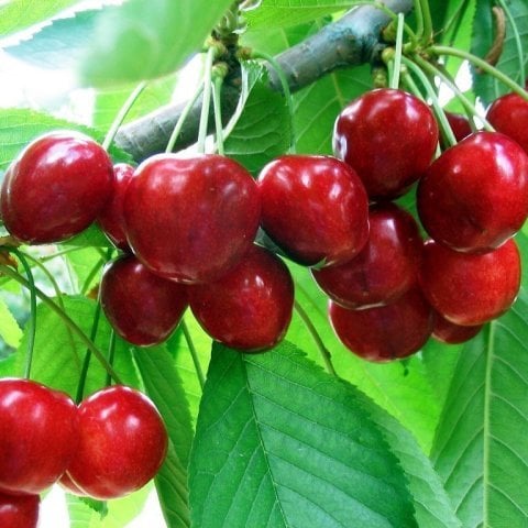 Açık Kök Lambert Kiraz Fidanı