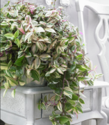 Tradescantia Fluminensis 3 Renkli Telgraf Çiçeği Fidanı