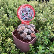 İthal Bol Yavrulu Lithops Sukulent Özel Çeşit (8.5 Lüks Saksıda)
