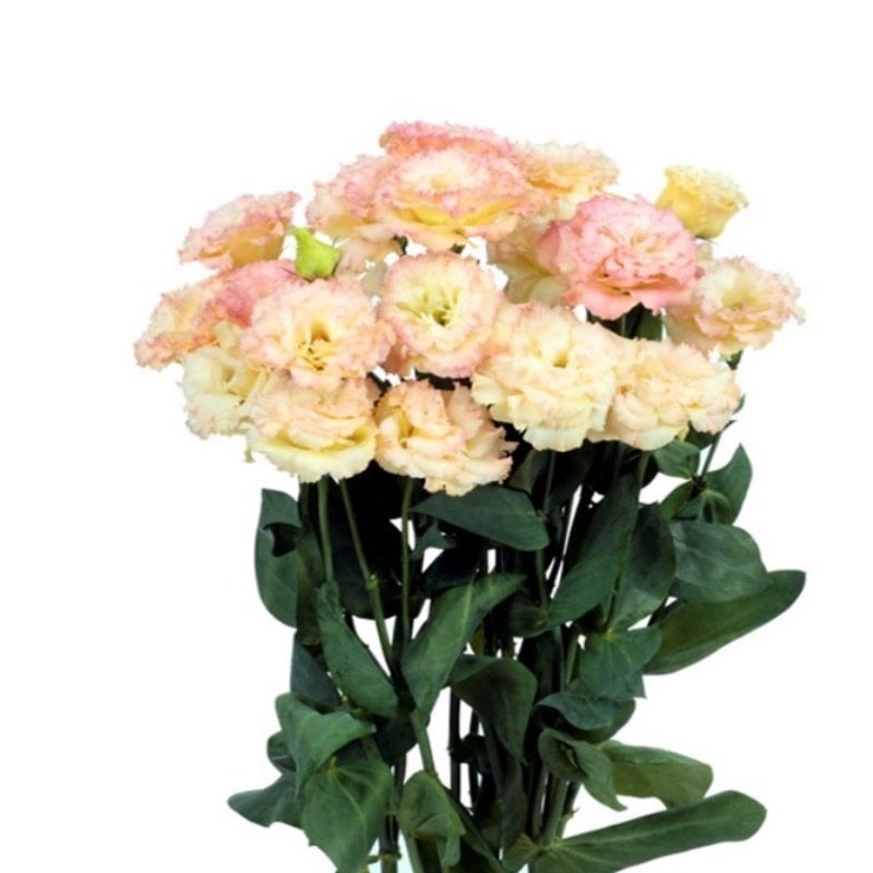 Katmerli Champain Lisianthus Çiçeği Fidesi (5 Adet)