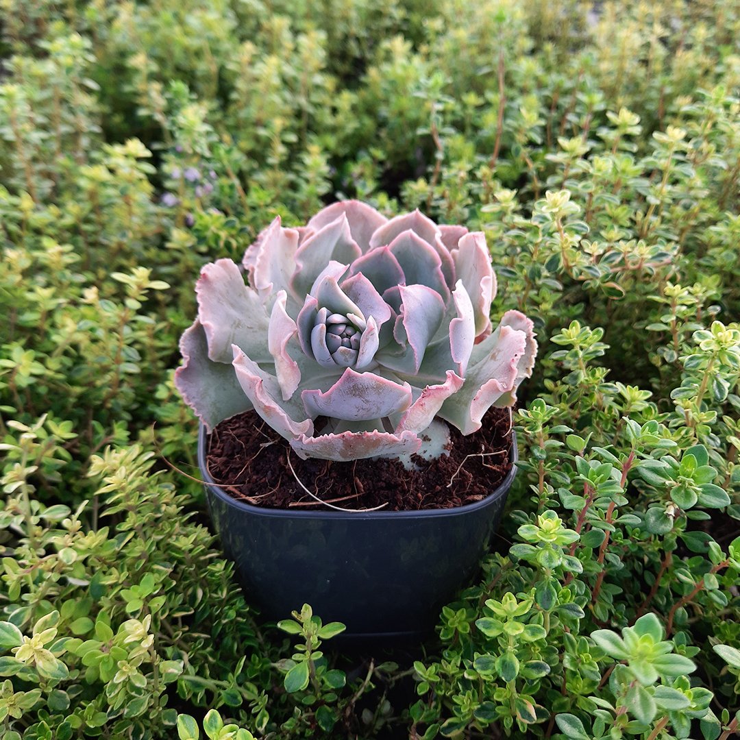 İthal Pink Love Echevieria Sukulent Özel Çeşit (8.5 Lüks Saksıda)