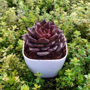 İthal PBlack Prince Echevieria Sukulent Özel Çeşit (8.5 Lüks Saksıda)