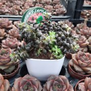 Anacampseros Rufescens Sukulent Özel Çeşit (8.5 Lüks Saksıda)