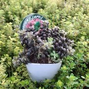 Anacampseros Rufescens Sukulent Özel Çeşit (8.5 Lüks Saksıda)