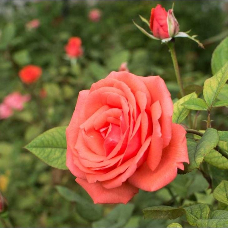 Tüplü  Koleksiyonluk  Yediveren Harmonie Yoğun Kokulu Gül Fidanı