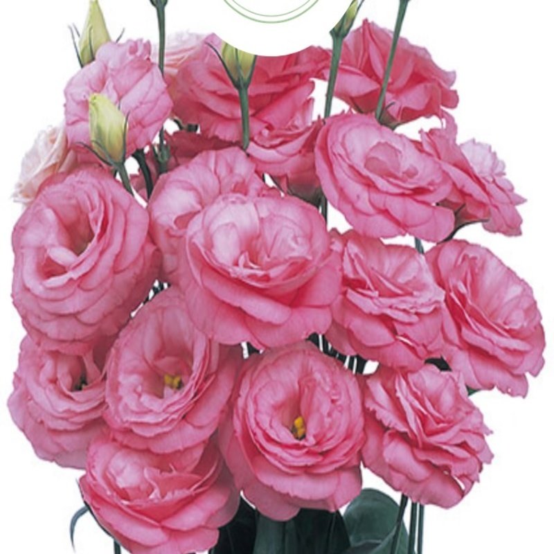Katmerli Clear Pink Lisianthus Çiçeği Tohumu(5 adet)