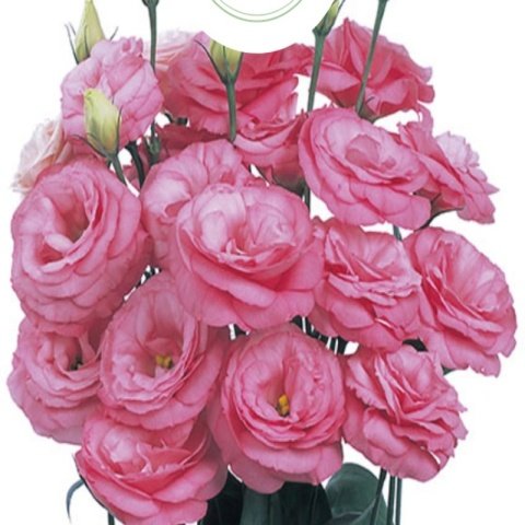 Katmerli Clear Pink Lisianthus Çiçeği Tohumu(5 adet)