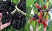 Ekşi Kara&Avustralya Dut Çift Aşılı Dut Fidanı
