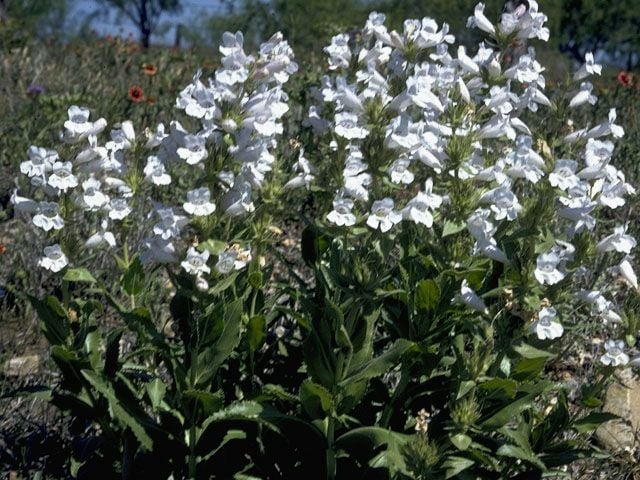 Kuğu Beyazı Penstemon Çiçeği Tohumu(200 tohum)