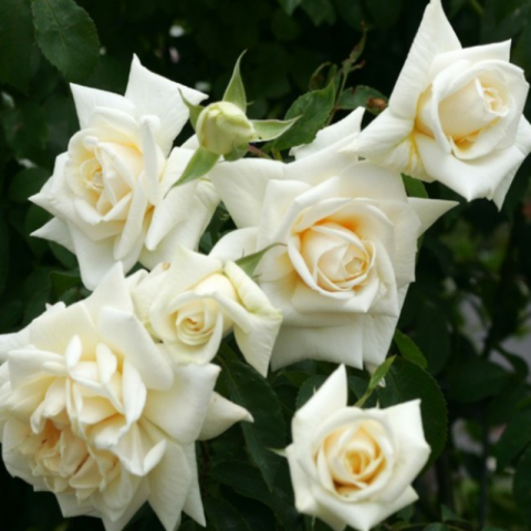 Tüplü Yediveren İlse Krohn Superior Sarmaşık Beyaz Kokulu Gül Fidanı