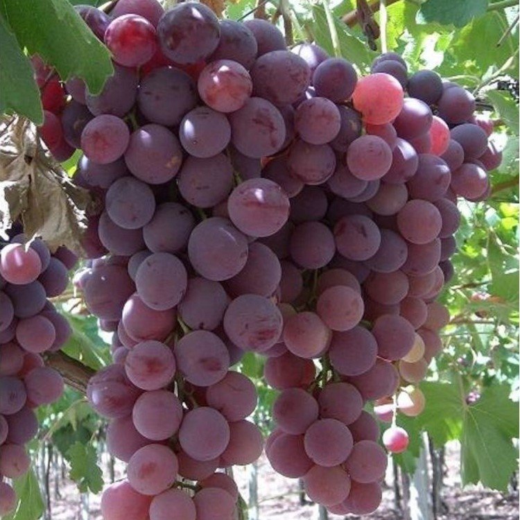 Açık Kök  Kardinal Üzüm(Asma-Bağ) Fidanı