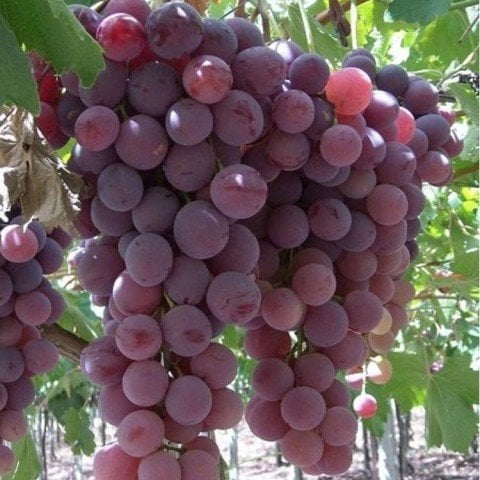 Açık Kök  Kardinal Üzüm(Asma-Bağ) Fidanı