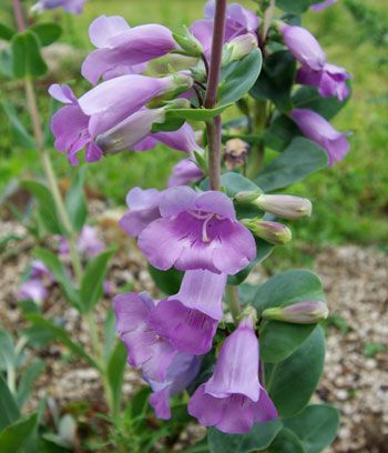 İri Çiçekli Lila Renkli Penstemon Çiçeği Tohumu(50 tohum)