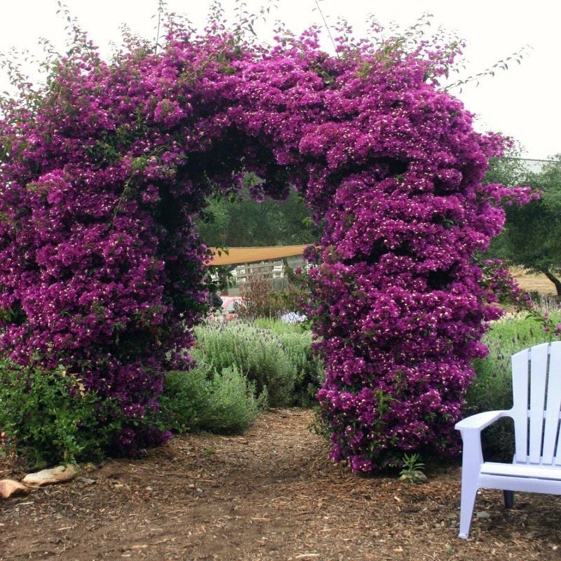 Tüplü Mor Begonvil Fidanı (10-20 cm) Mini Saksıda Bol Köklü